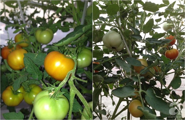Khu vườn đủ loại rau xanh, trái ngọt không khác gì một trang trại thu nhỏ trên sân thượng của bà mẹ hai con ở Hải Phòng - Ảnh 26.