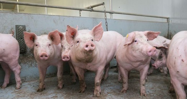 Chọn thịt lợn sạch theo hướng dẫn của chuyên gia trước tình hình dịch tả lợn châu Phi bùng phát - Ảnh 1.