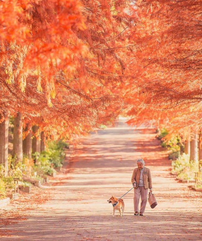 Bộ ảnh đầy cảm xúc của cụ bà Nhật Bản và chú cún con: Khi về già, chỉ cần một người đồng hành đáng yêu thế này thôi! - Ảnh 10.