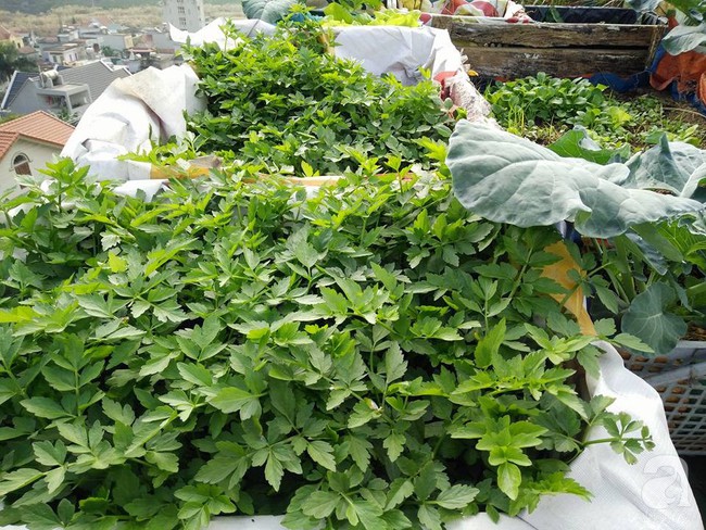 Mẹ đảm ở Quảng Ninh chia sẻ kinh nghiệm 10 năm trồng rau trên sân thượng rộng 75m²  - Ảnh 2.