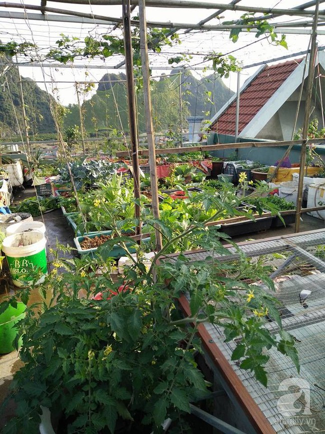 Mẹ đảm ở Quảng Ninh chia sẻ kinh nghiệm 10 năm trồng rau trên sân thượng rộng 75m²  - Ảnh 1.