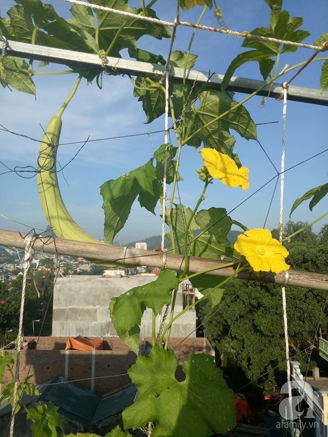 Mẹ đảm ở Quảng Ninh chia sẻ kinh nghiệm 10 năm trồng rau trên sân thượng rộng 75m²  - Ảnh 12.