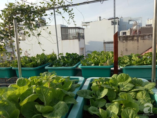 Chỉ 15m², mẹ đảm hai con ở Sài Gòn đã biến sân thượng thành trang trại trên không với đủ loại rau củ xanh mướt - Ảnh 2.
