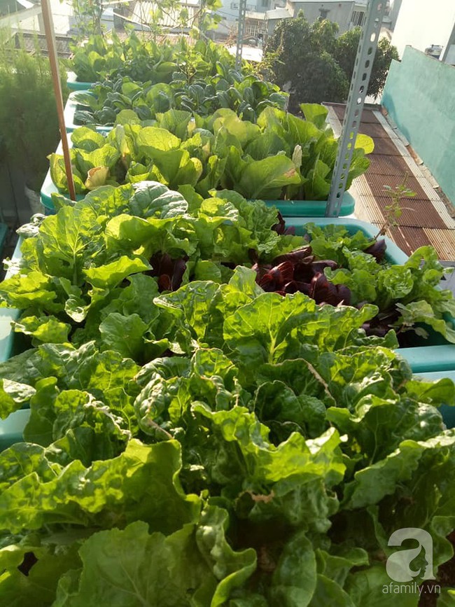 Chỉ 15m², mẹ đảm hai con ở Sài Gòn đã biến sân thượng thành trang trại trên không với đủ loại rau củ xanh mướt - Ảnh 1.