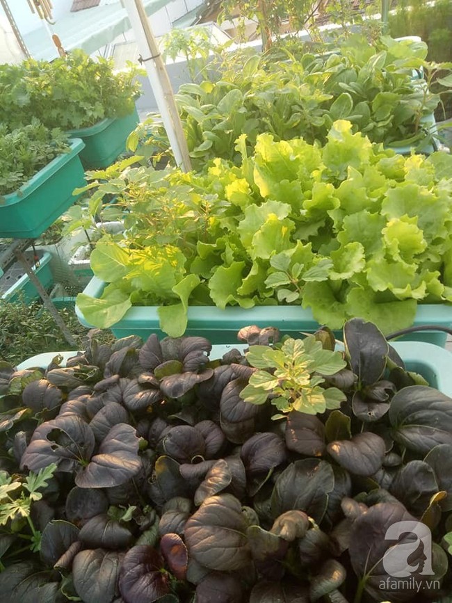 Chỉ 15m², mẹ đảm hai con ở Sài Gòn đã biến sân thượng thành trang trại trên không với đủ loại rau củ xanh mướt - Ảnh 7.