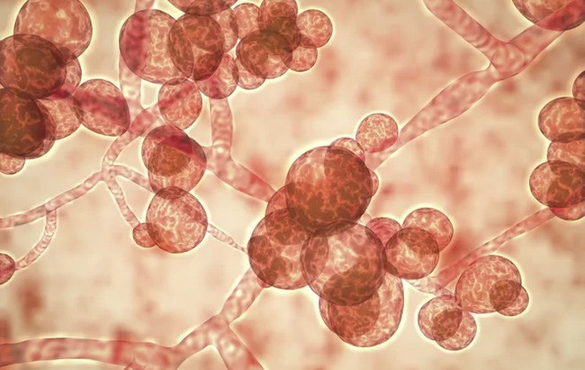 Cảnh báo: Siêu vi khuẩn nấm gây chết người đang lan truyền chóng mặt khắp toàn cầu - Ảnh 1.
