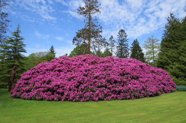 Tròn mắt ngắm nhìn cây hoa đỗ quyên hơn 120 tuổi khổng lồ nhất thế giới có thể nuốt chửng cả vài trăm người cùng một lúc - Ảnh 4.