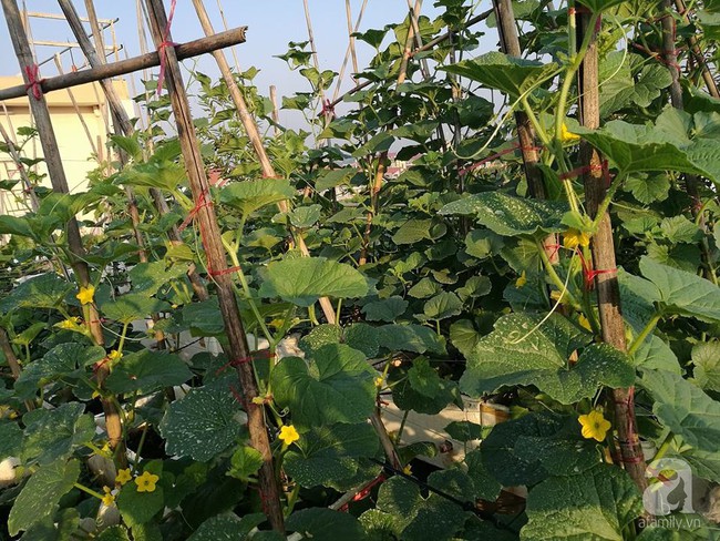 Mẹ đảm ở Hà Nội chia sẻ 12 năm kinh nghiệm trồng rau quả sạch như trang trại trên sân thượng  - Ảnh 10.