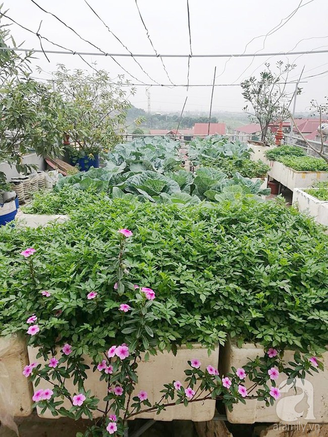 Mẹ đảm ở Hà Nội chia sẻ 12 năm kinh nghiệm trồng rau quả sạch như trang trại trên sân thượng  - Ảnh 1.