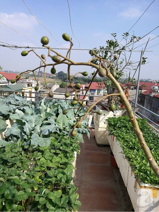 Mẹ đảm ở Hà Nội chia sẻ 12 năm kinh nghiệm trồng rau quả sạch như trang trại trên sân thượng  - Ảnh 2.