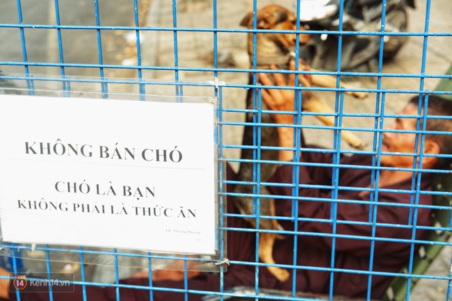 Tấm bảng Chó là bạn, không phải thức ăn của người đàn ông 20 năm bầu bạn với những chú chó ngoài đường phố Sài Gòn - Ảnh 1.
