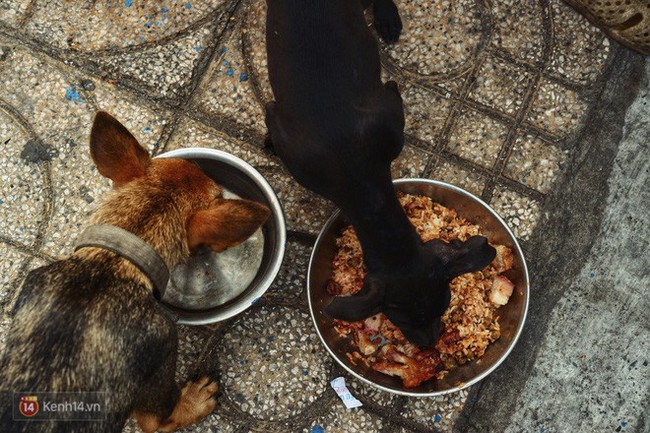 Tấm bảng Chó là bạn, không phải thức ăn của người đàn ông 20 năm bầu bạn với những chú chó ngoài đường phố Sài Gòn - Ảnh 7.