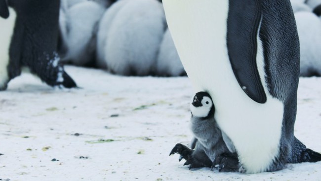 Tiếng kêu cứu từ Nam Cực: Hàng ngàn con chim cánh cụt hoàng đế bị xóa sổ vì thực tại khắc nghiệt này - Ảnh 1.