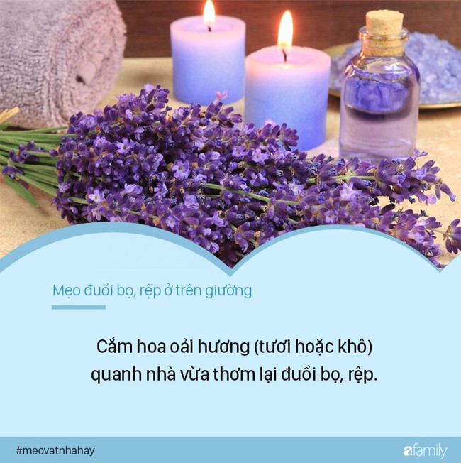 Bọ rệp giường hoành hành ngày mưa ẩm, chỉ cần nguyên liệu này thôi là có thể đánh bay bọn chúng, đặc biệt là số 1 - Ảnh 4.