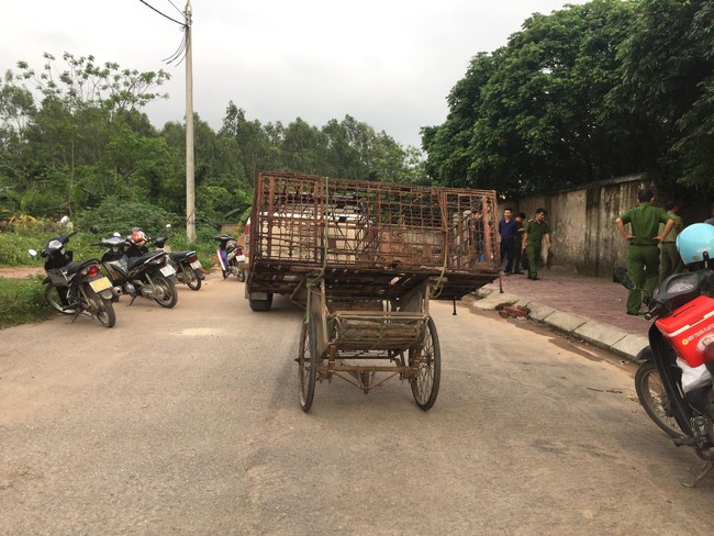 Công an bắt giữ đàn chó cắn tử vong bé trai 7 tuổi ở Hưng Yên - Ảnh 2.