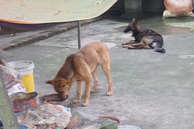 Chủ đàn chó cắn bé trai 7 tuổi tử vong: Nuôi chó để vui cửa vui nhà, sự việc xảy ra tôi cũng ân hận lắm - Ảnh 4.