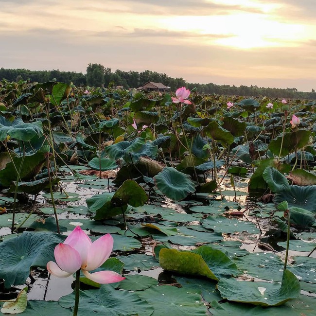 Nghỉ lễ ở Sài Gòn không cần đi xa, đến làng nổi Tân Lập là đủ vừa an yên vừa sôi động, mê nhất là các bé - Ảnh 14.