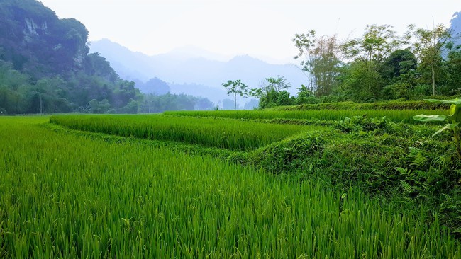 Bỏ qua ồn ào nơi phố thị, đây chính là một điểm đến yên bình, xanh mát cho gia đình hè này - Ảnh 10.