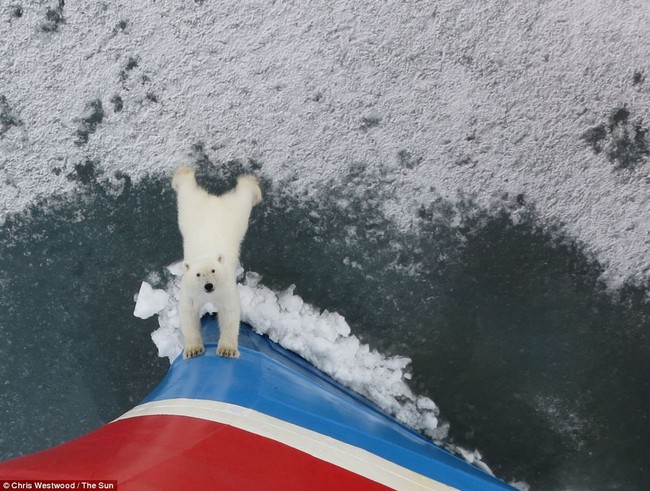 Bức ảnh gấu Bắc Cực hướng ánh mắt vô vọng như cầu xin loài người giữa lớp băng tuyết đang tan dần gây ám ảnh và sự thật ít biết đằng sau đó - Ảnh 2.