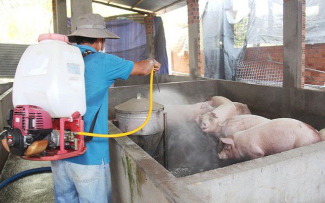 Virus gây bệnh dịch tả lợn châu Phi có sức đề kháng cao, có thể tồn tại lâu ở ngoài môi trường - Ảnh 1.