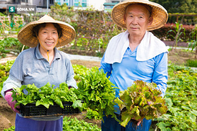 Ngôi làng sống thọ ở Nhật Bản: Ăn 4 loại thực phẩm mỗi ngày giúp đẩy lùi lão hóa, bệnh tật - Ảnh 2.