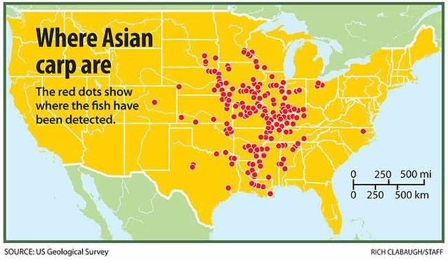 Sự xâm lăng của cá chép - cuộc chiến tỷ đô của nước Mỹ chống sinh vật ngoại lai tàn phá hệ sinh thái và bài học nhãn tiền nếu để tôm hùm đất du nhập - Ảnh 4.