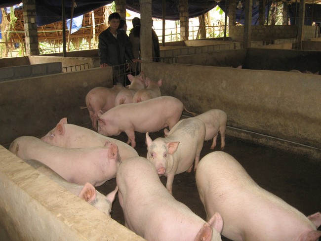 Bệnh dịch tả lợn châu Phi xuất hiện tại Hà Giang - Ảnh 1.