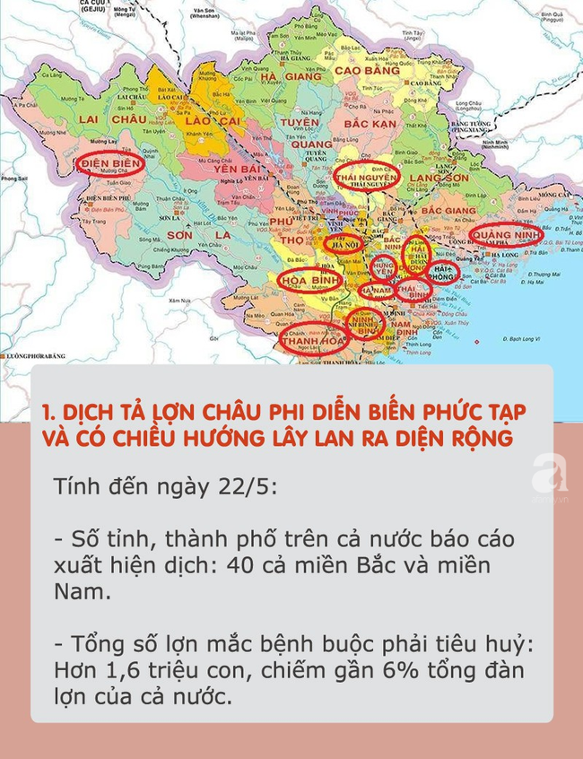 Dịch tả lợn châu Phi hoành hành: Tất cả thông tin cần biết và cách chọn, chế biến thịt an toàn khi đang có dịch - Ảnh 1.