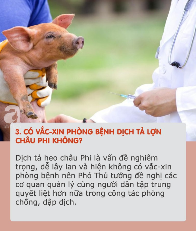 Dịch tả lợn châu Phi hoành hành: Tất cả thông tin cần biết và cách chọn, chế biến thịt an toàn khi đang có dịch - Ảnh 3.