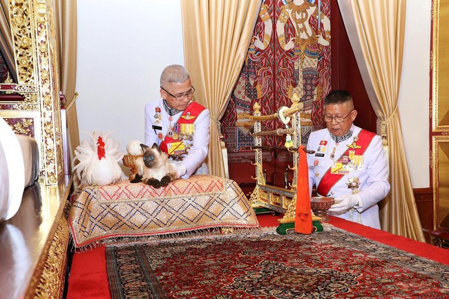 Dân mạng tranh cãi vì nghi ngờ con mèo trong lễ đăng quang của vua Thái Lan là giả - Ảnh 1.