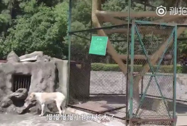 Vườn thú Trung Quốc nuôi chó nhà trong chuồng chó sói khiến du khách phẫn nộ và lời giải thích của đại diện càng châm dầu vào lửa - Ảnh 3.
