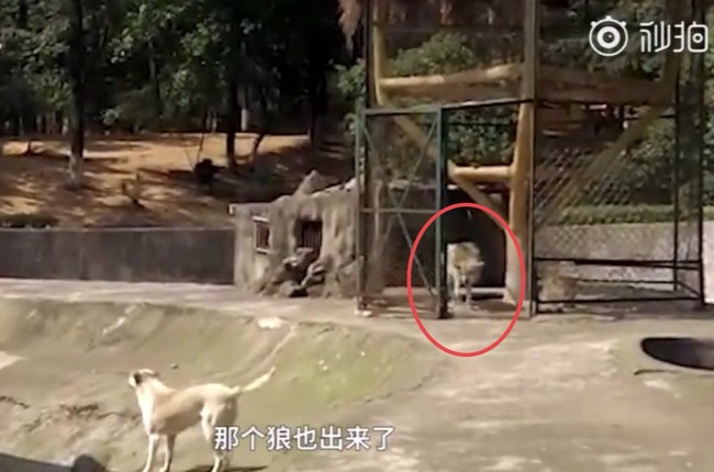 Vườn thú Trung Quốc nuôi chó nhà trong chuồng chó sói khiến du khách phẫn nộ và lời giải thích của đại diện càng châm dầu vào lửa - Ảnh 2.