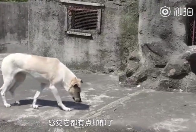 Vườn thú Trung Quốc nuôi chó nhà trong chuồng chó sói khiến du khách phẫn nộ và lời giải thích của đại diện càng châm dầu vào lửa - Ảnh 4.
