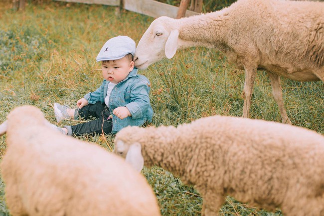 Cậu nhóc khóc ré ăn vạ khi phải chụp ảnh bên bạn chó: Dễ thương quá mức quy định rồi nhé! - Ảnh 10.