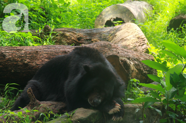 Thực hư clip gấu bị nhịn đói đến gầy ốm, phải xin ăn khách tham quan ở Thảo Cầm Viên - Ảnh 6.