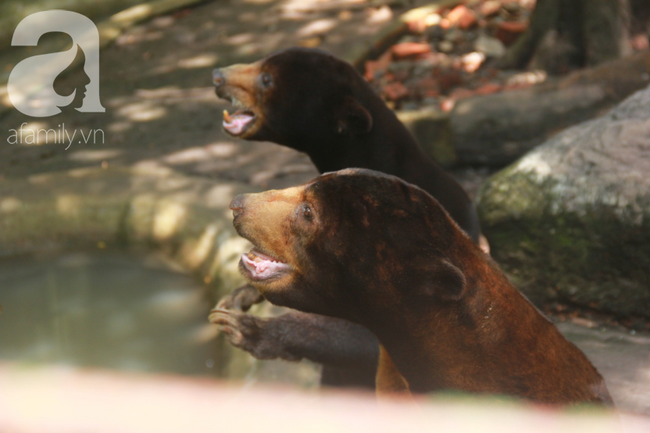 Thực hư clip gấu bị nhịn đói đến gầy ốm, phải xin ăn khách tham quan ở Thảo Cầm Viên - Ảnh 3.