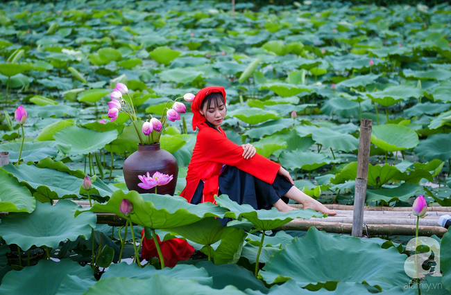 Một mùa sen nữa lại về, Hà Nội lại nhuộm hồng cánh hoa, tươi như thanh xuân của gái chưa chồng - Ảnh 10.