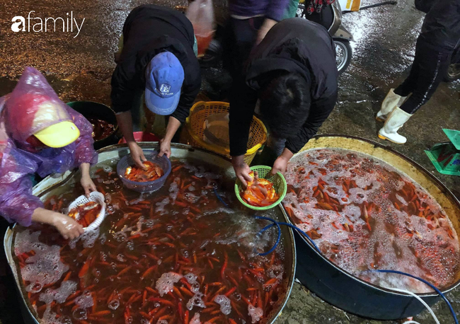 Ngày ông Công ông Táo, chợ cá lớn nhất Hà Nội cháy hàng cá chép từ rạng sáng - Ảnh 5.