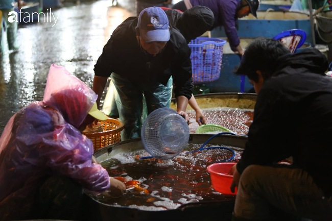 Ngày ông Công ông Táo, chợ cá lớn nhất Hà Nội cháy hàng cá chép từ rạng sáng - Ảnh 13.