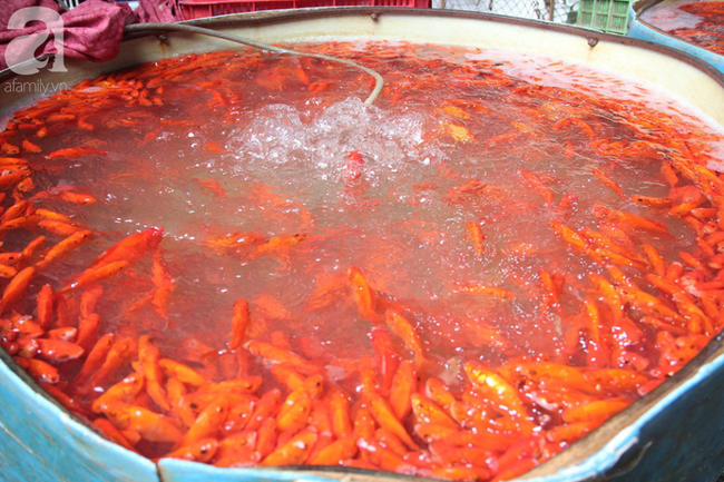 Hà Nội: Công nhân thổi hơi thở vào miệng cấp cứu những con cá chép ngửa bụng sau khi bị ném xuống hồ - Ảnh 20. Hà Nội: Công nhân thổi hơi thở vào miệng cấp cứu những con cá chép ngửa bụng sau khi bị ném xuống hồ - Ảnh 20.