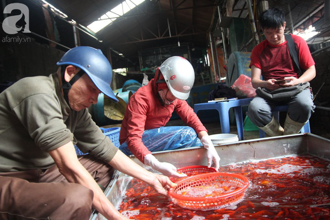 Hà Nội: Công nhân thổi hơi thở vào miệng cấp cứu những con cá chép ngửa bụng sau khi bị ném xuống hồ - Ảnh 17. Hà Nội: Công nhân thổi hơi thở vào miệng cấp cứu những con cá chép ngửa bụng sau khi bị ném xuống hồ - Ảnh 17.