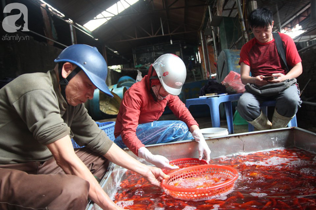 Hà Nội: Công nhân thổi hơi thở vào miệng cấp cứu những con cá chép ngửa bụng sau khi bị ném xuống hồ - Ảnh 17.