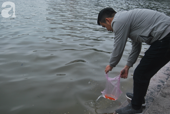 Hà Nội: Công nhân thổi hơi thở vào miệng cấp cứu những con cá chép ngửa bụng sau khi bị ném xuống hồ - Ảnh 7.