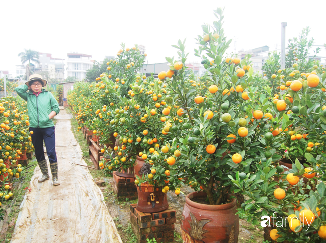 Quất cảnh chơi Tết ở Hà Nội sôi nổi nhưng &quot;mất tích&quot; kiểu dáng loại quen thuộc - Ảnh 11.