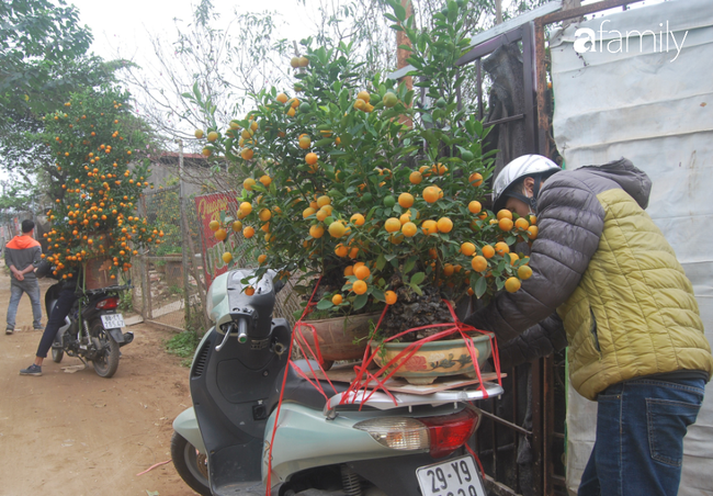 Quất cảnh chơi Tết ở Hà Nội sôi nổi nhưng &quot;mất tích&quot; kiểu dáng loại quen thuộc - Ảnh 9.