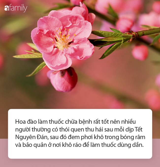 Đào đâu chỉ để &quot;chơi Tết cho vui&quot; vì khi những cánh hoa rụng xuống bạn có thể tận dụng làm thuốc chữa bệnh, dưỡng nhan siêu hay! - Ảnh 1.