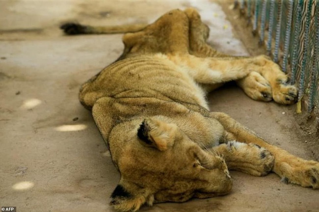 Xót xa hình ảnh &quot;chúa sơn lâm&quot; sư tử chỉ còn da bọc xương, đờ đẫn di chuyển trong vườn thú ở Châu Phi - Ảnh 4.