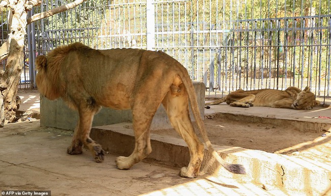 Xót xa hình ảnh &quot;chúa sơn lâm&quot; sư tử chỉ còn da bọc xương, đờ đẫn di chuyển trong vườn thú ở Châu Phi - Ảnh 12.