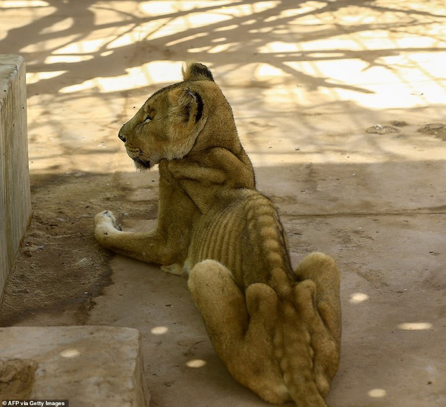 Xót xa hình ảnh &quot;chúa sơn lâm&quot; sư tử chỉ còn da bọc xương, đờ đẫn di chuyển trong vườn thú ở Châu Phi - Ảnh 1.