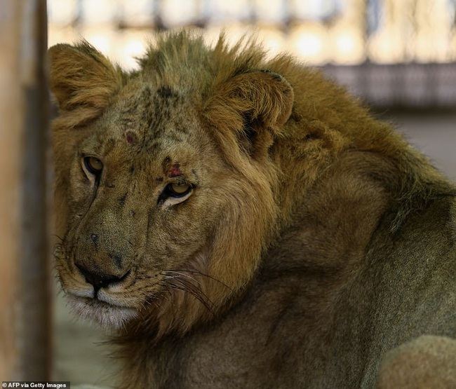 Xót xa hình ảnh &quot;chúa sơn lâm&quot; sư tử chỉ còn da bọc xương, đờ đẫn di chuyển trong vườn thú ở Châu Phi - Ảnh 10.